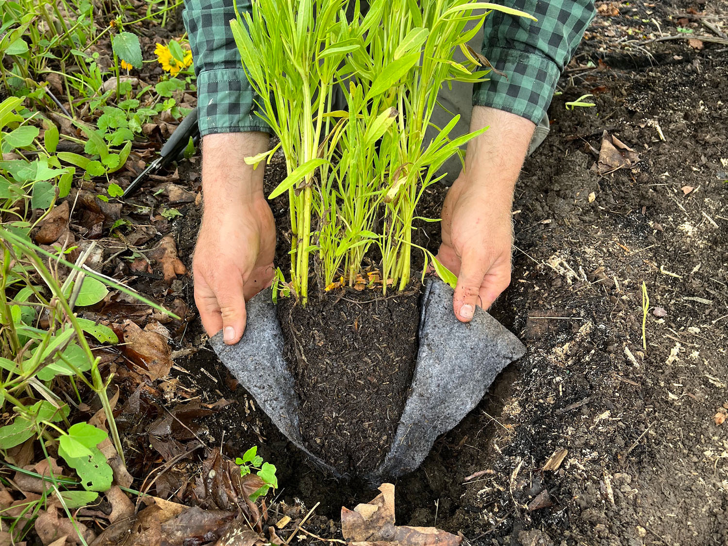 Potted Native Trees & Shrubs | Root-Prune Pouch & Plastic Tree Pots ...