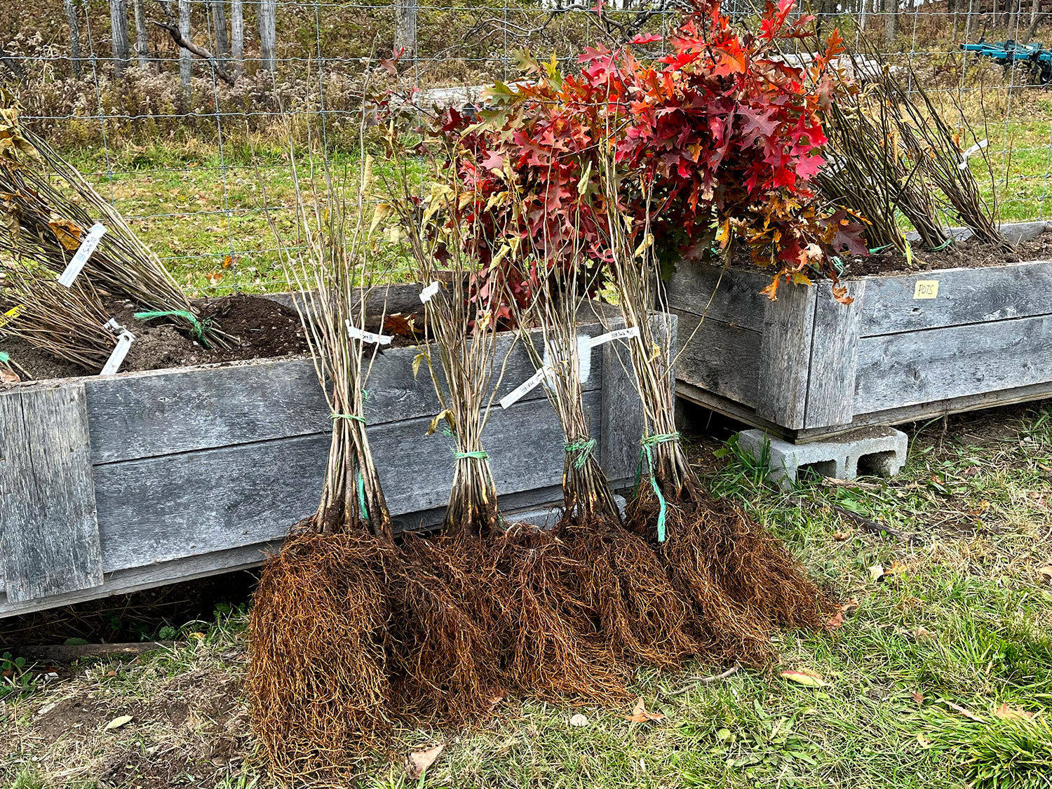 Bareroot Plants