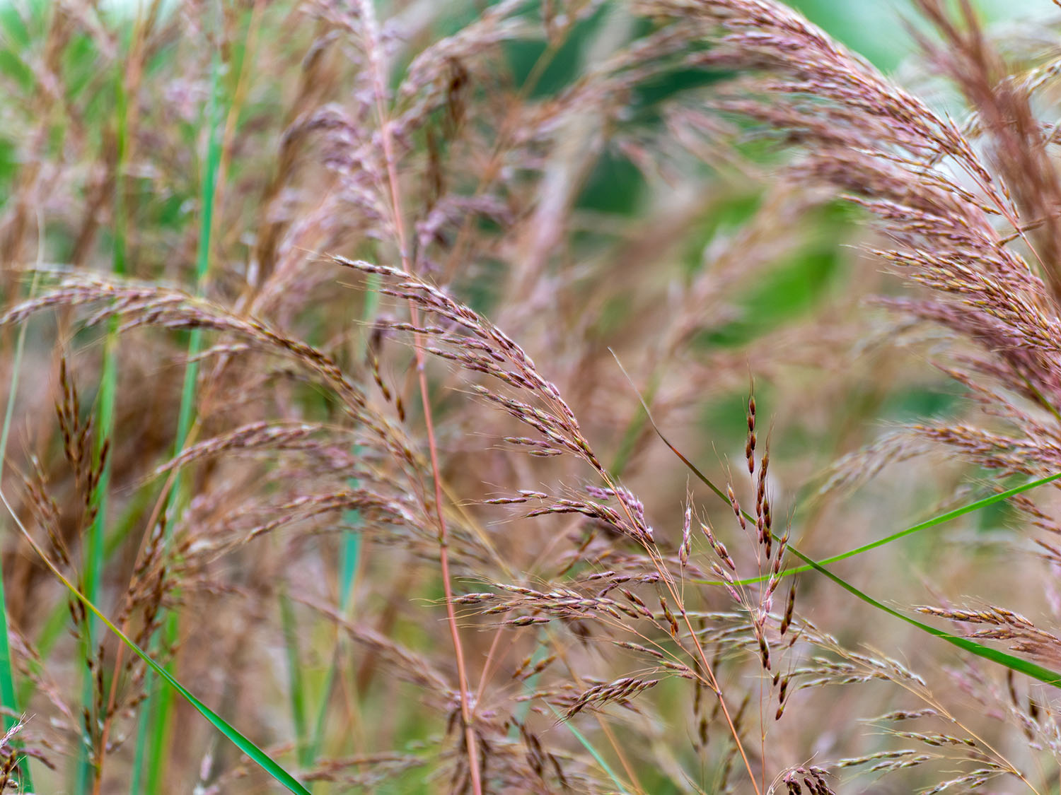 Drought Tolerant