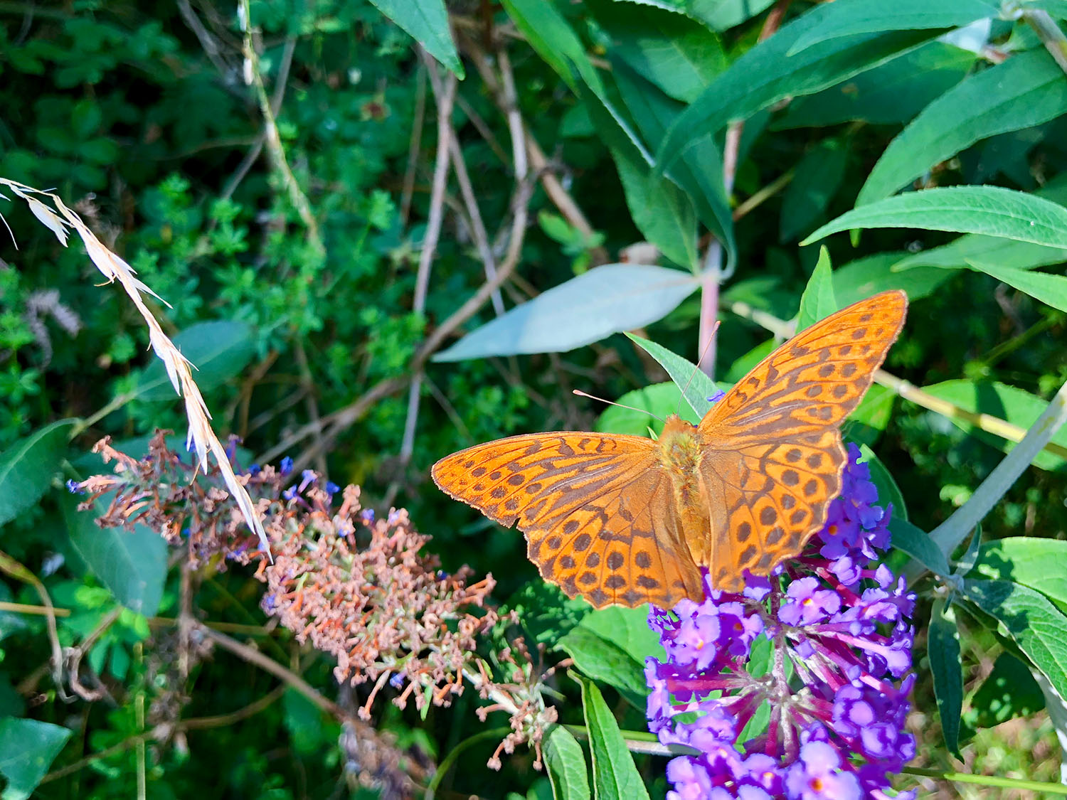 Pollinator Friendly – Arthur's Point Farm