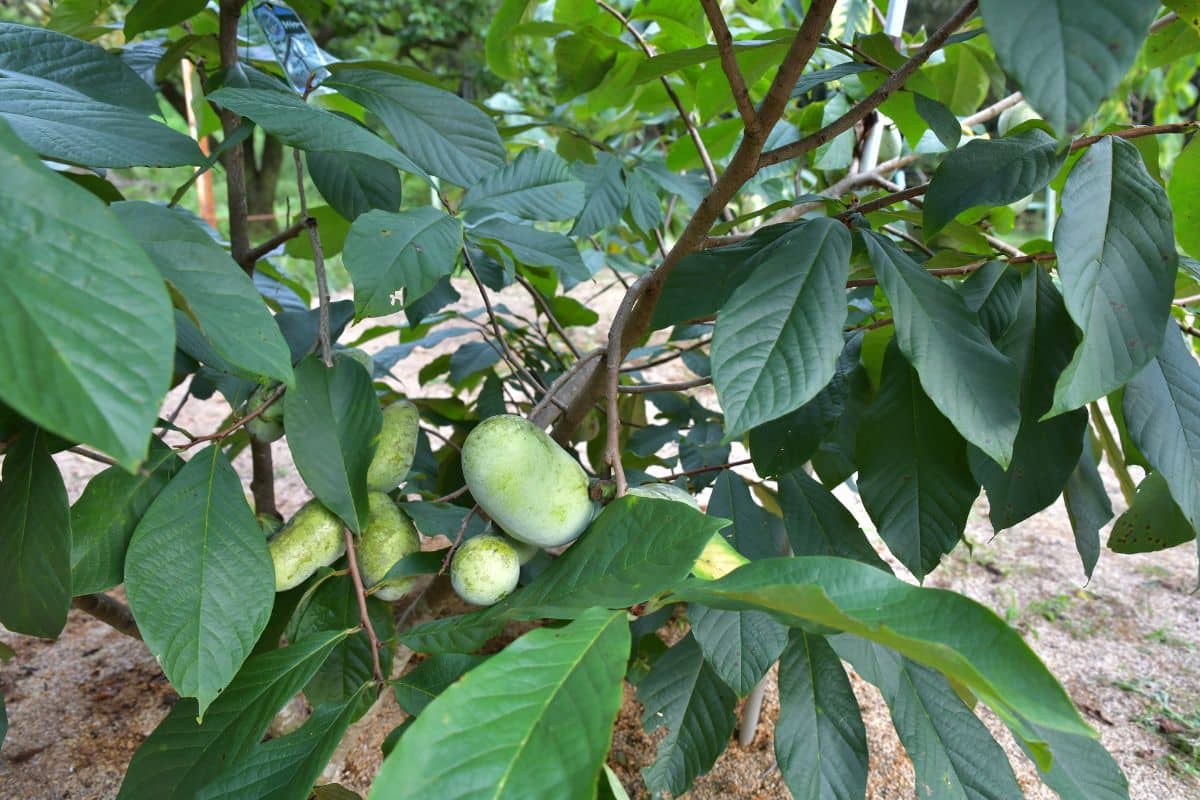 Paw Paw (Potted)