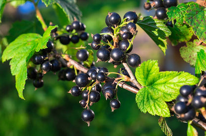 Currant, Black (Titania) (Potted)