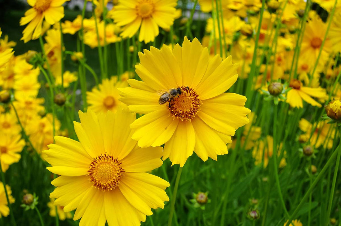 Coreopsis, Lance-Leaf (Potted)