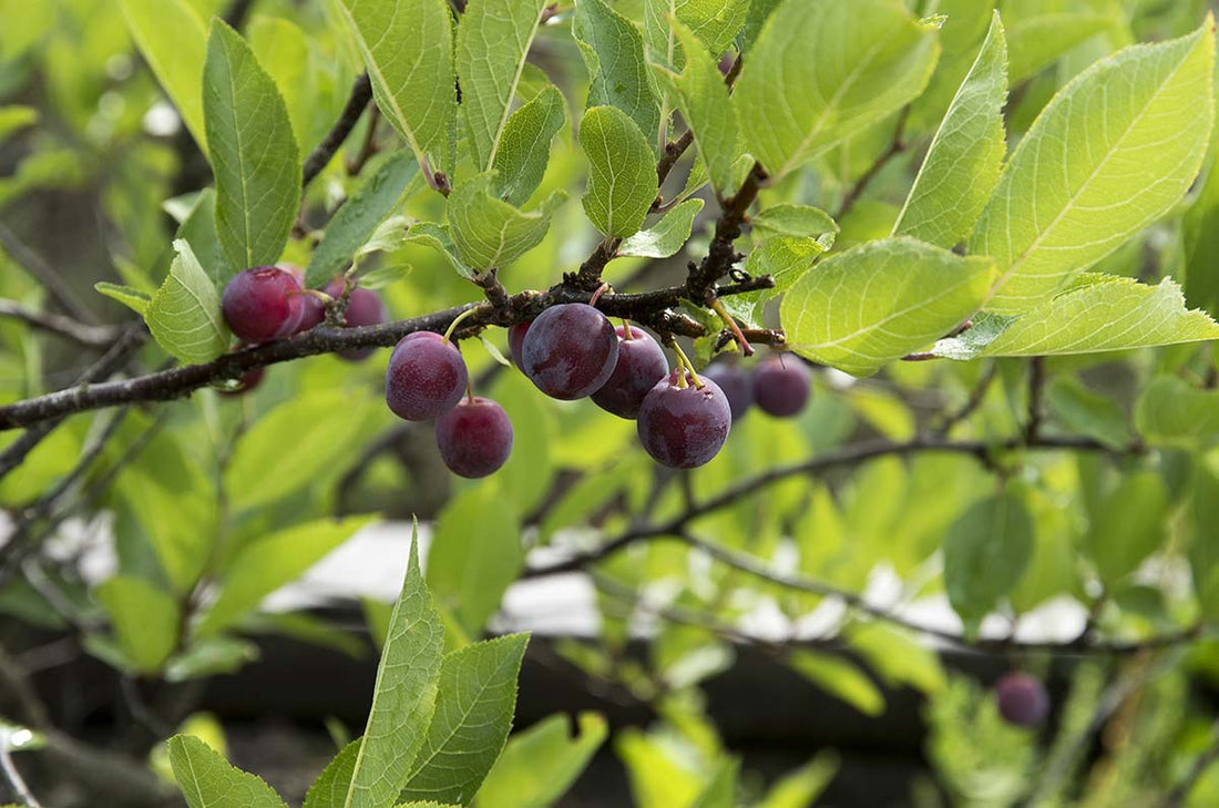 Plum, Beach (Bareroot)