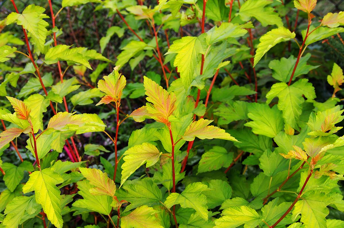 Ninebark (Potted)
