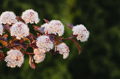 Ninebark (Potted)
