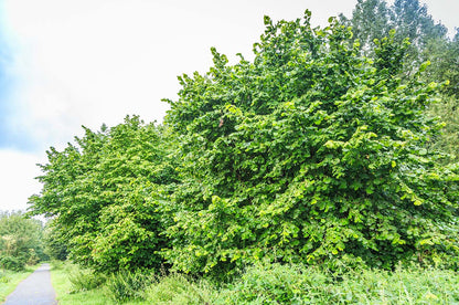 Hazelnut, American (Potted)