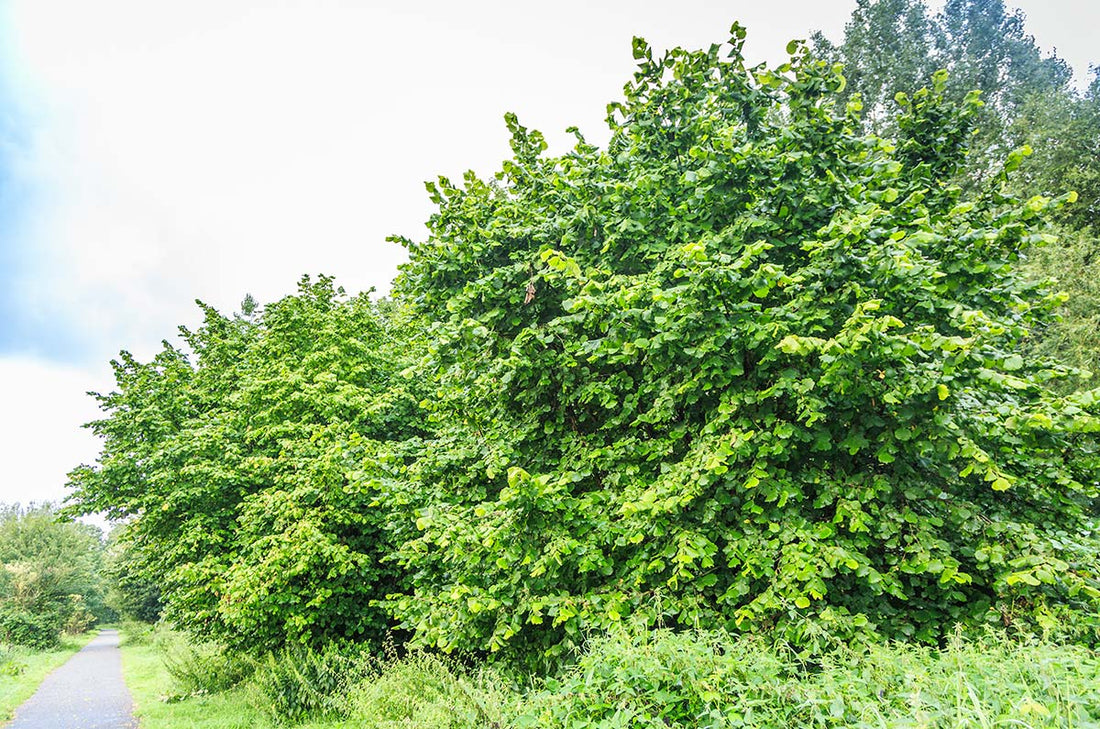 Hazelnut, American (Bareroot)