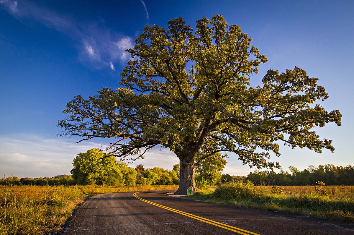 Oak, Bur (Bareroot)
