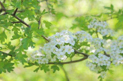 Hawthorn (Potted)