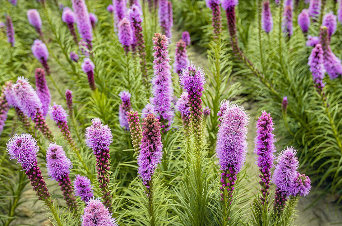 Blazing Star (Potted)