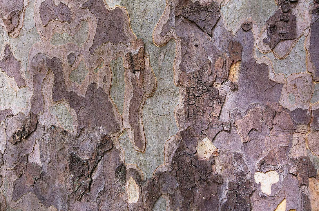 Sycamore (Potted)