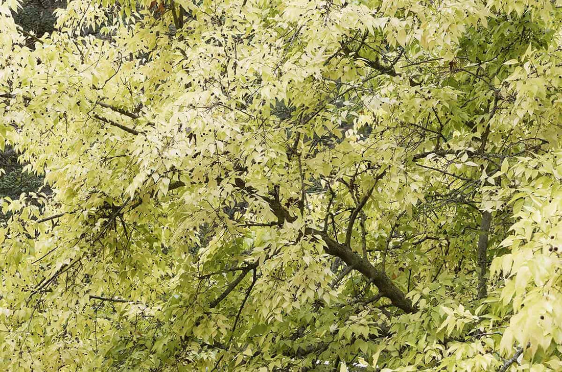 Hackberry (Bareroot)