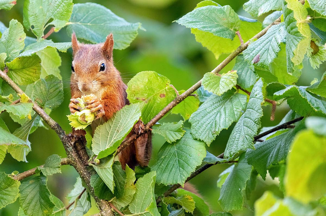Hazelnut, American (Bareroot)