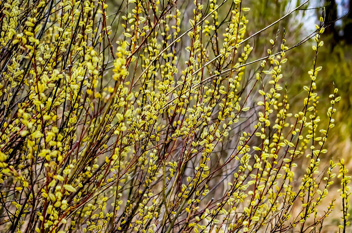 Willow, Pussy (Bareroot)