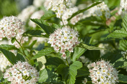 Ninebark (Potted)
