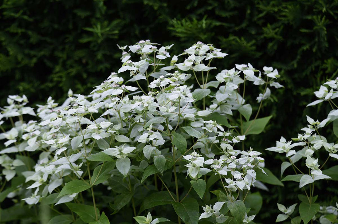 Mountain Mint, Short-Toothed (Potted)