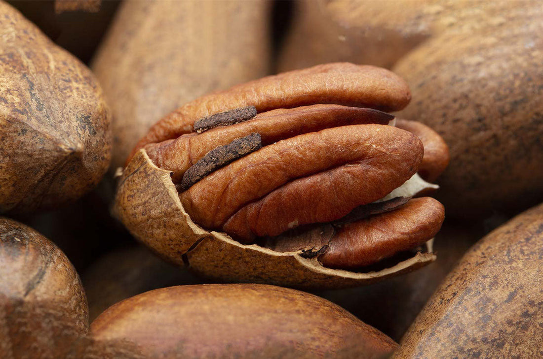 Hickory, Northern Pecan (Bareroot)
