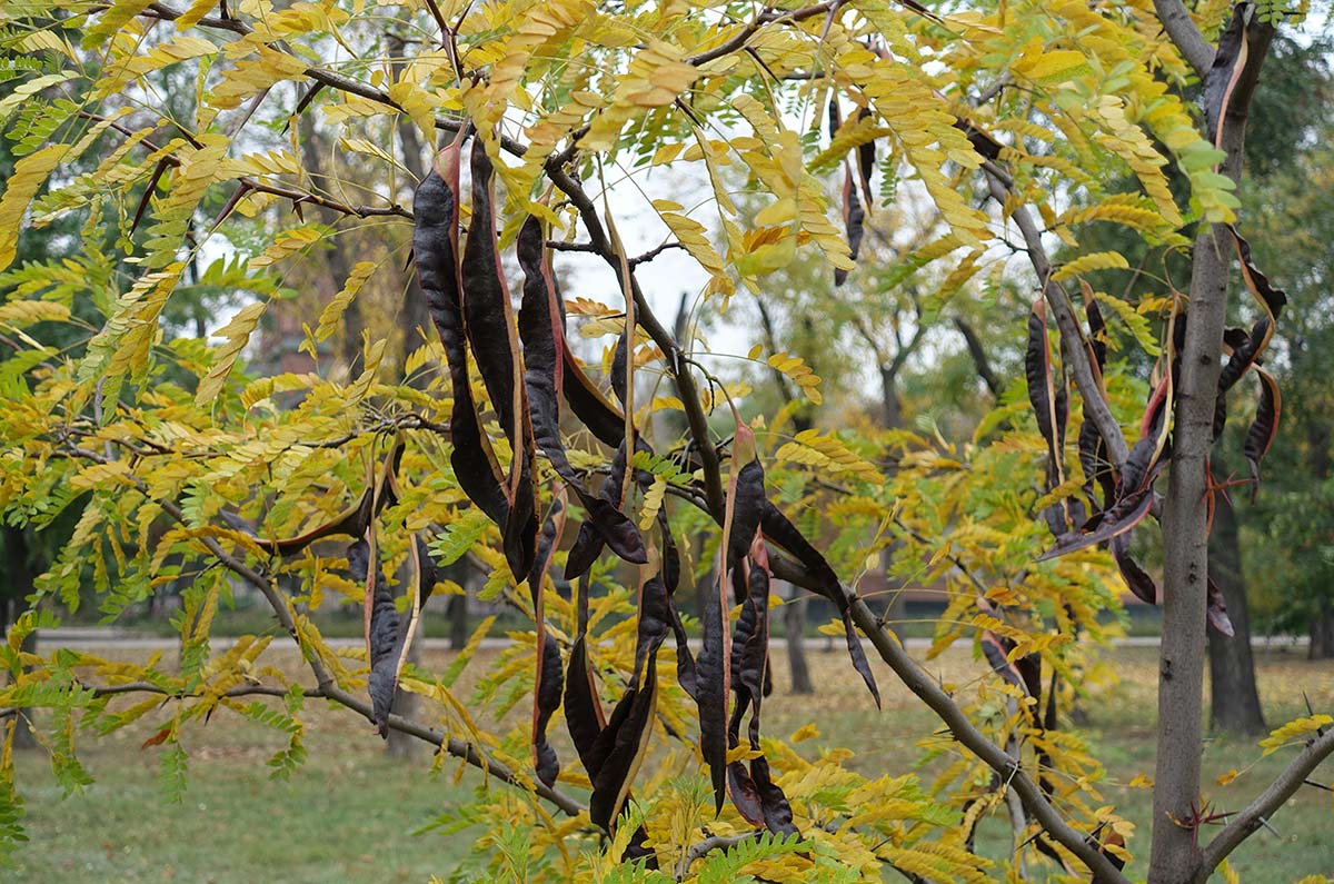 planting honey locust seeds Honey Locust (Thornless) (Potted) – Arthur's Point Farm
