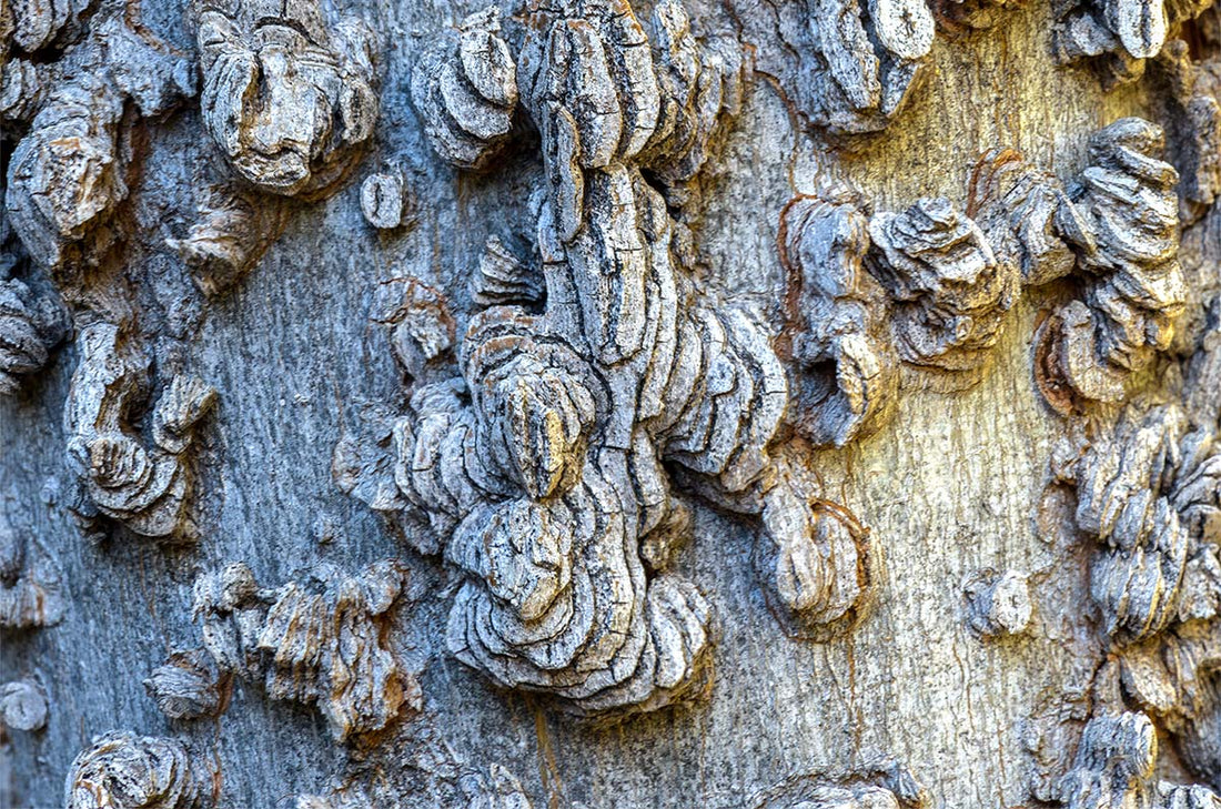 Hackberry (Bareroot)