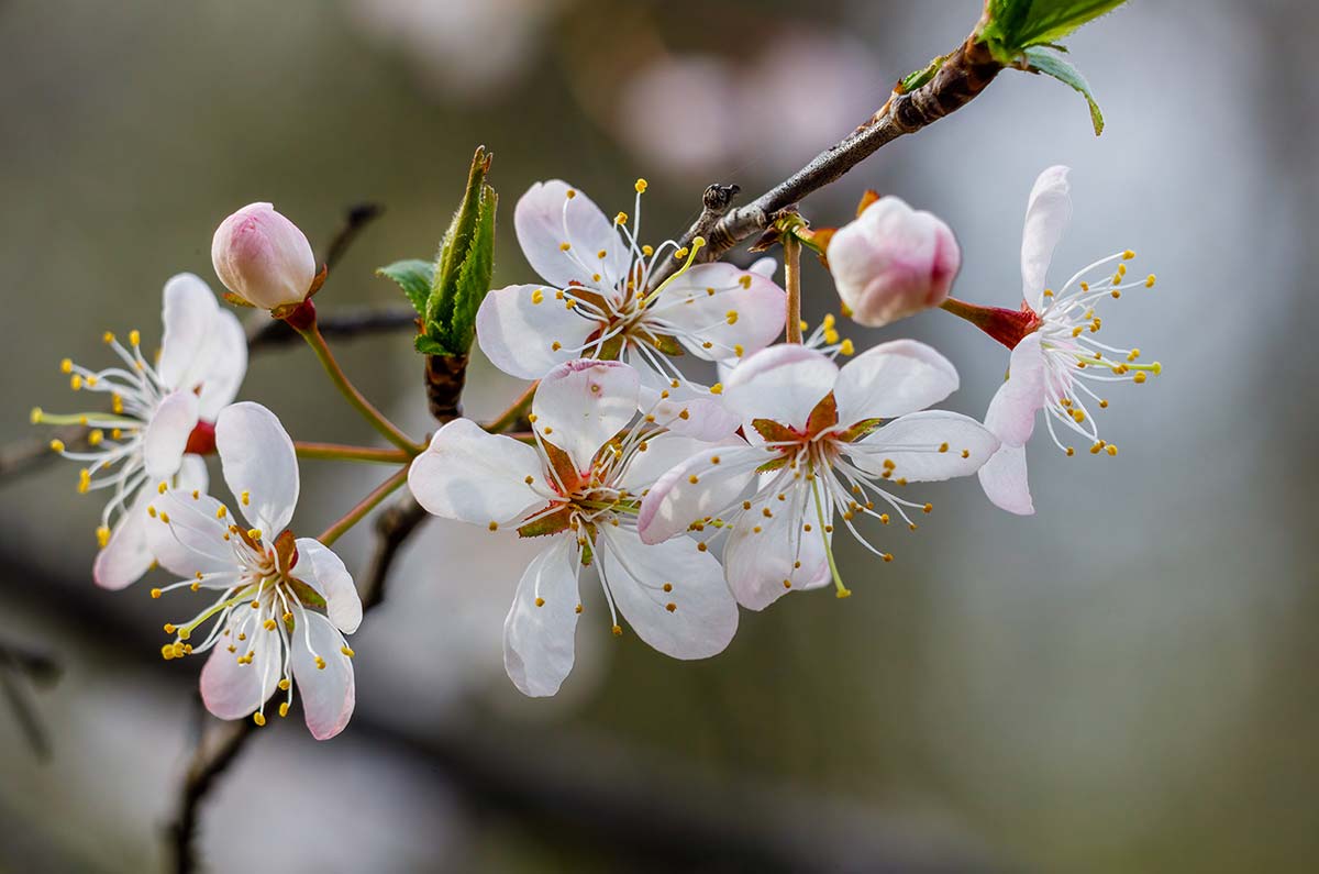 Plum, American (Potted)