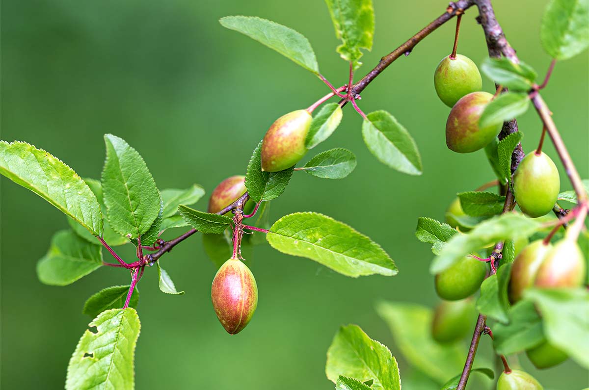 Plum, American (Potted)