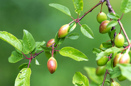 Plum, American (Potted)