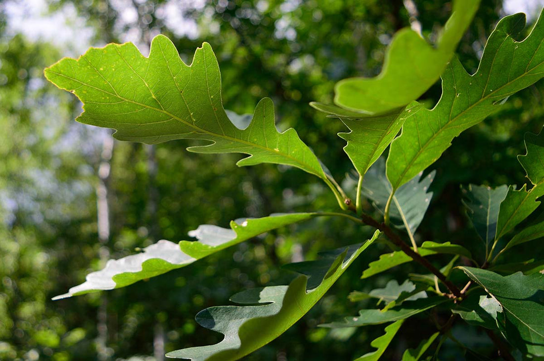 Oak, Bur (Bareroot)