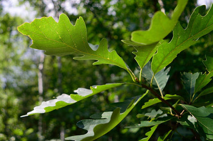 Oak, Bur (Bareroot)