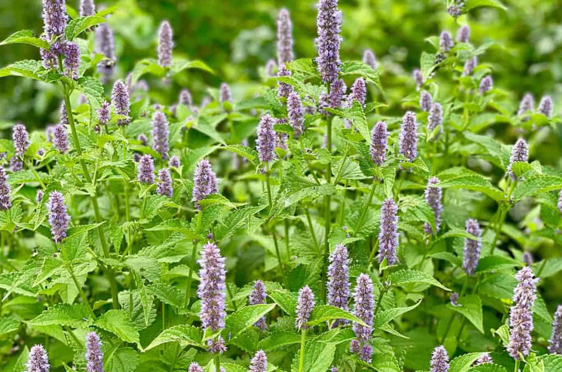 Anise Hyssop (Potted)