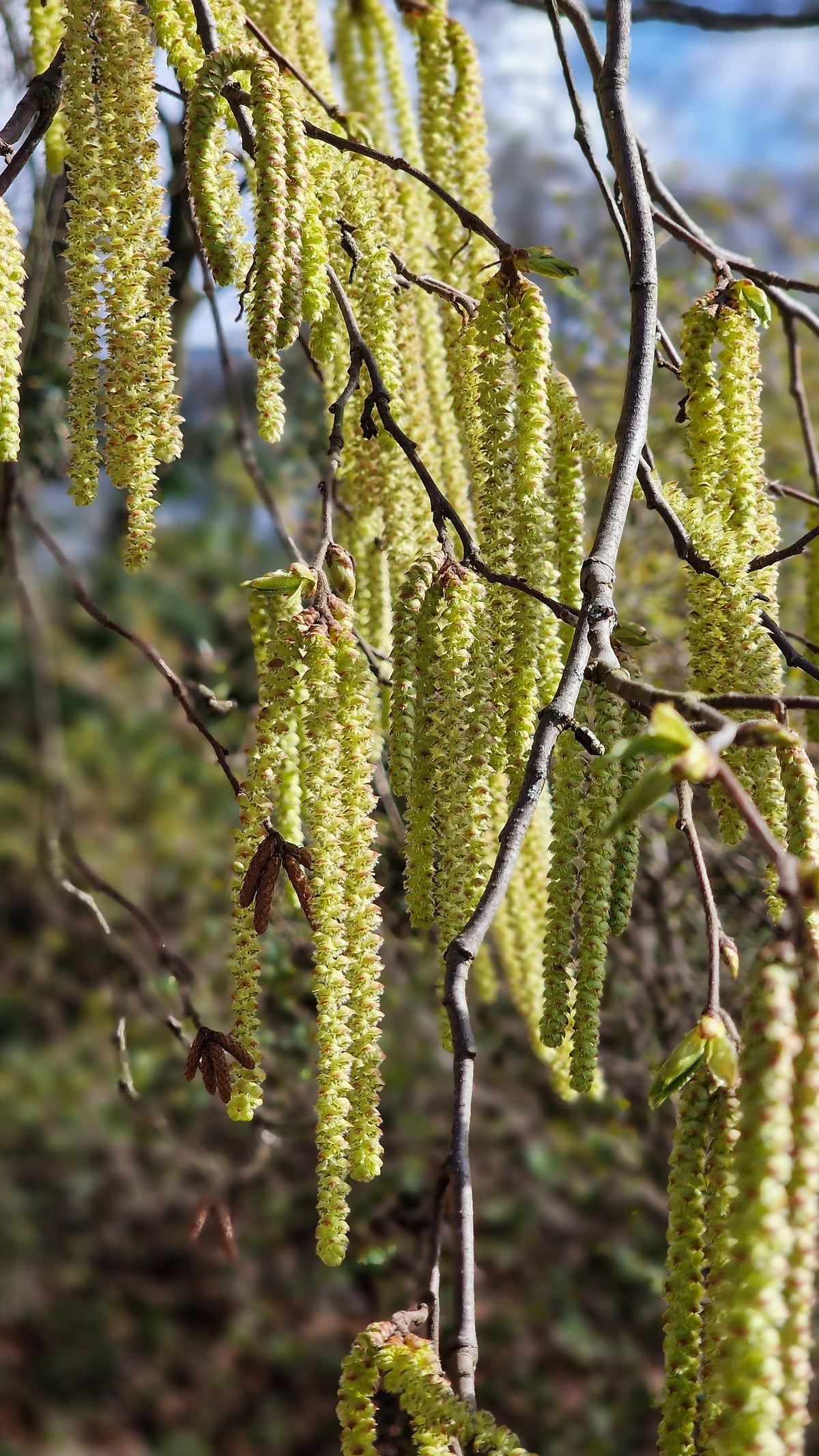 Alder, Smooth (Bareroot)