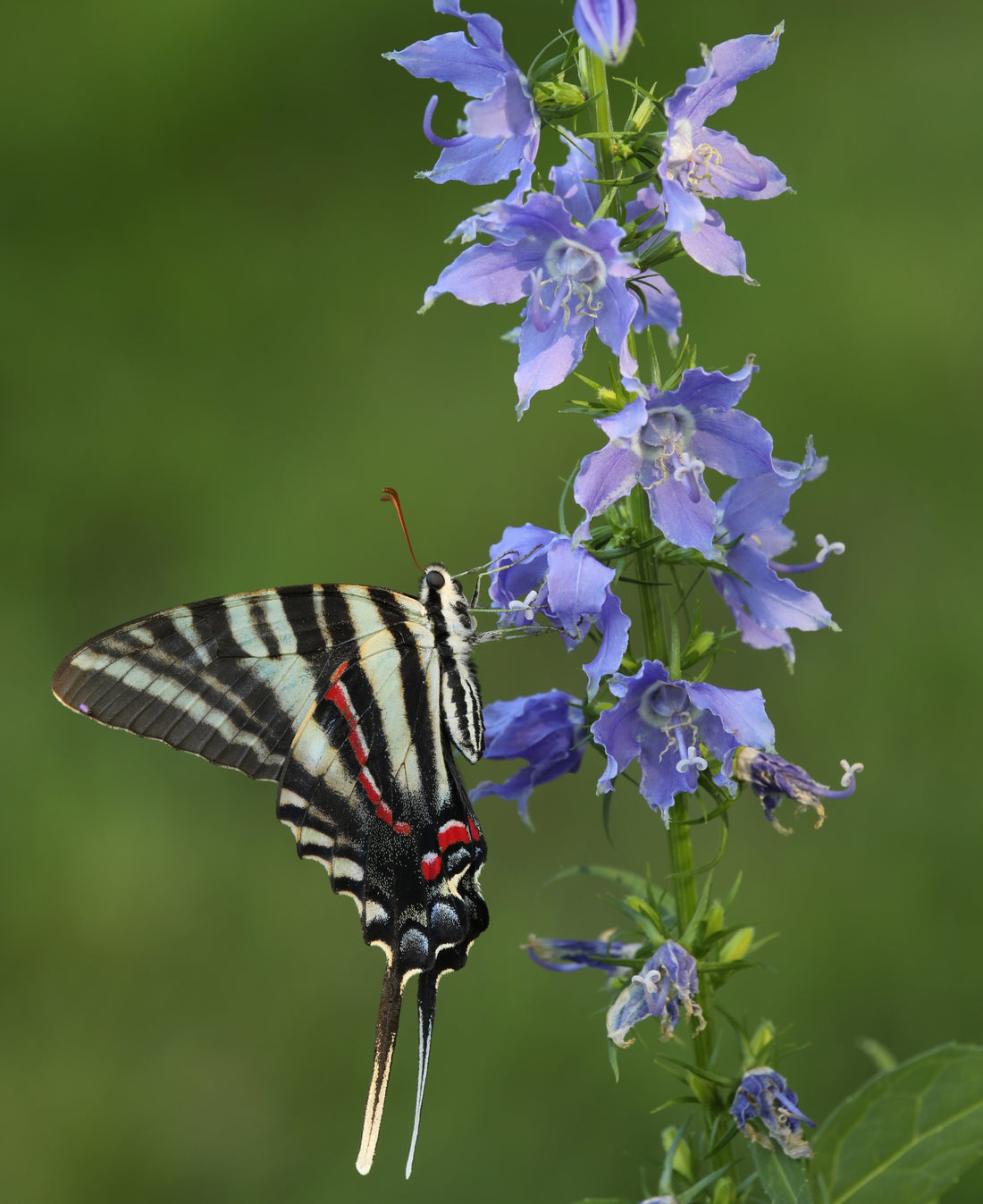 American Bellflower (Potted)