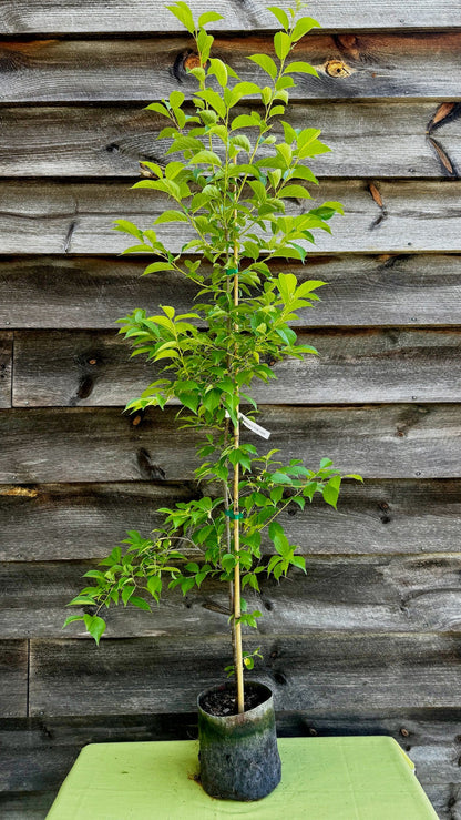 Plum, American (Potted)