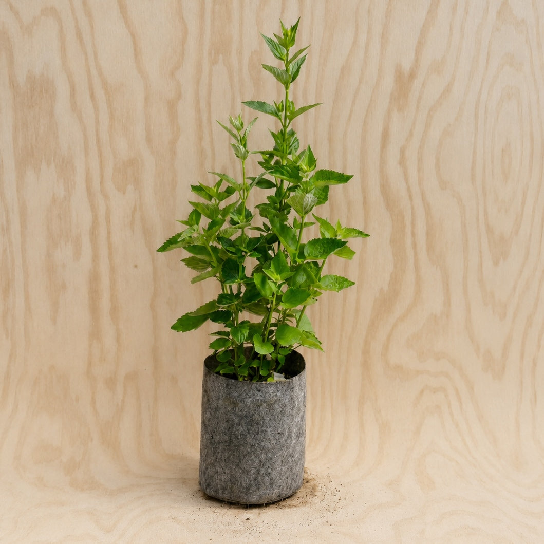 Anise Hyssop (Potted)