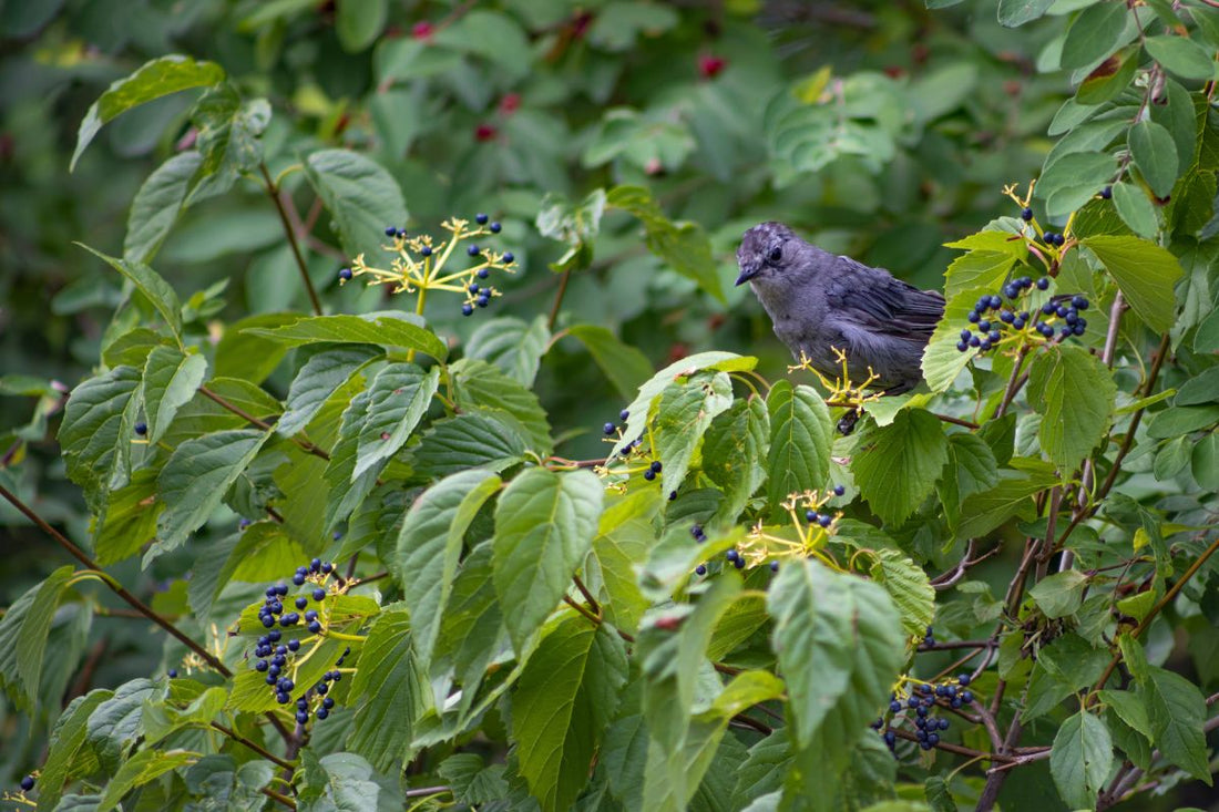 Viburnum, Arrowwood (Potted)