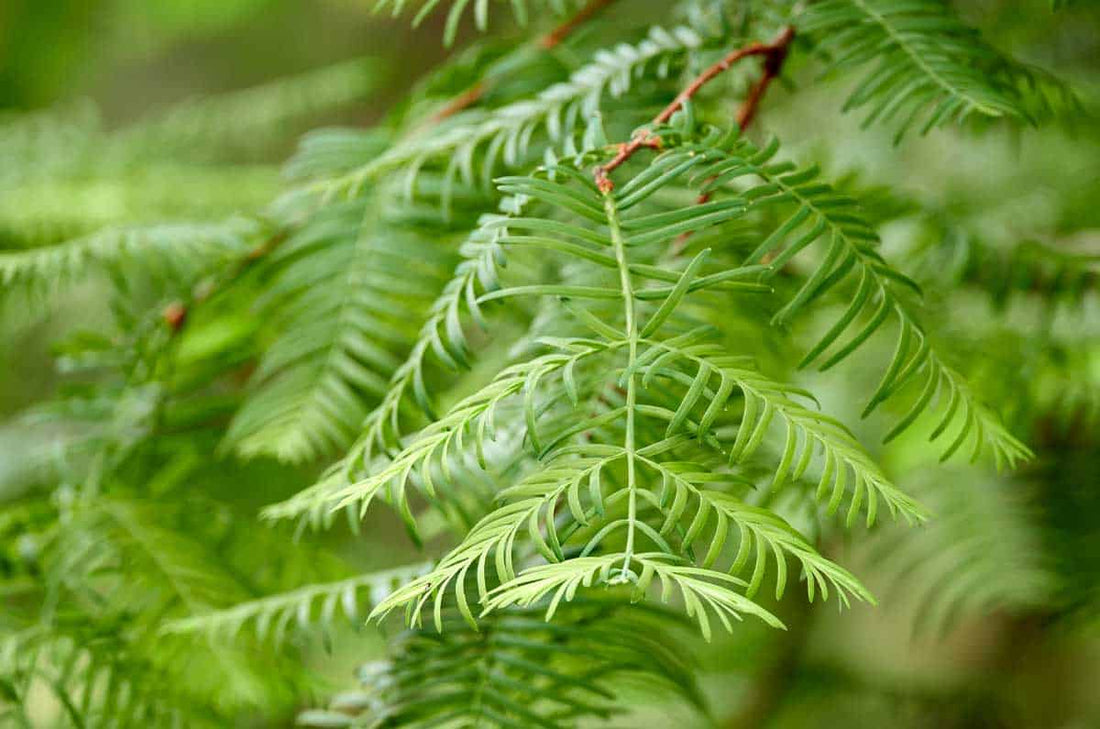 Bald Cypress (Bareroot)