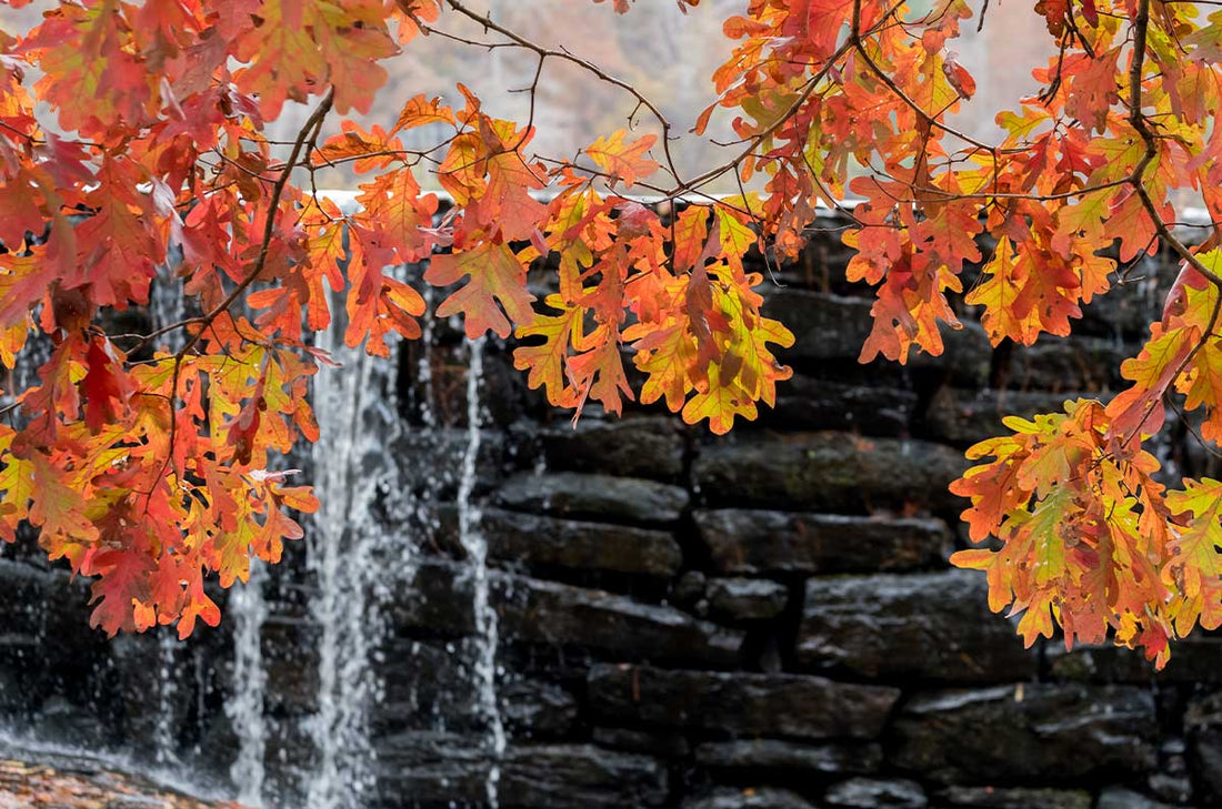 Oak, White (Bareroot)