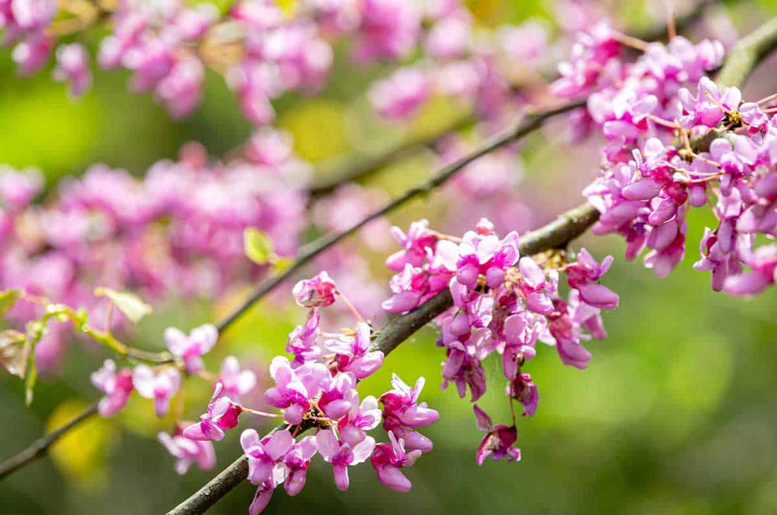 Redbud, Eastern (Bareroot)