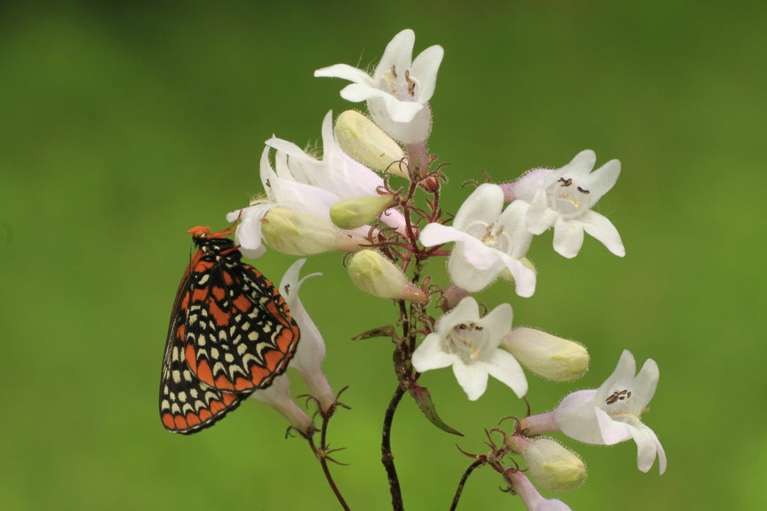 Foxglove Beardtongue (Potted)