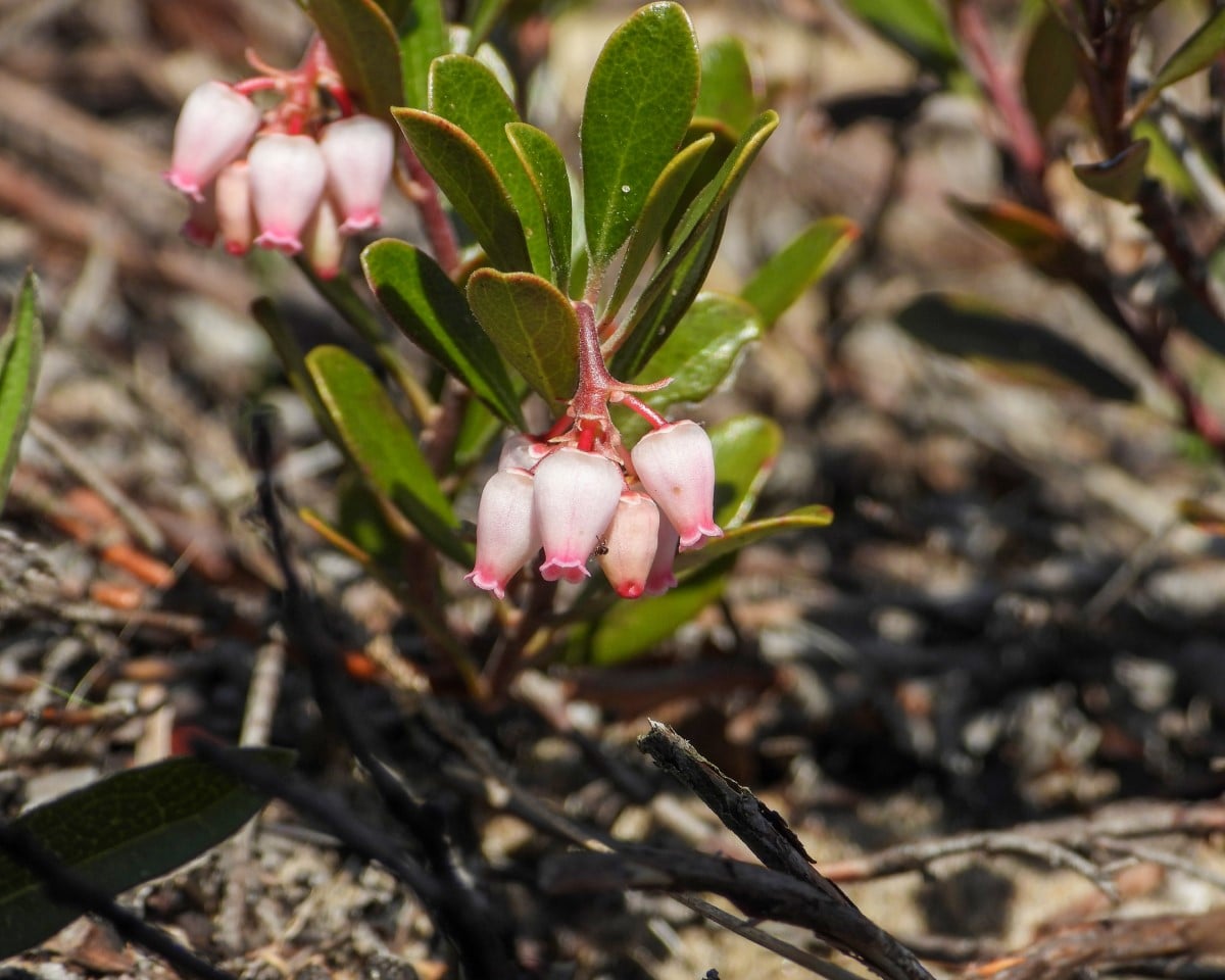 Bearberry, Red (Potted)