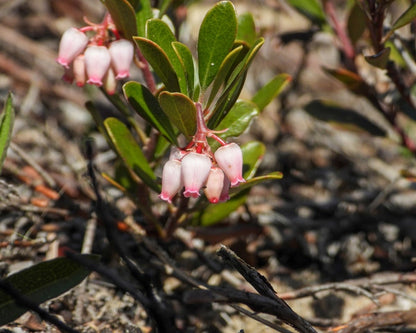 Bearberry, Red (Potted)