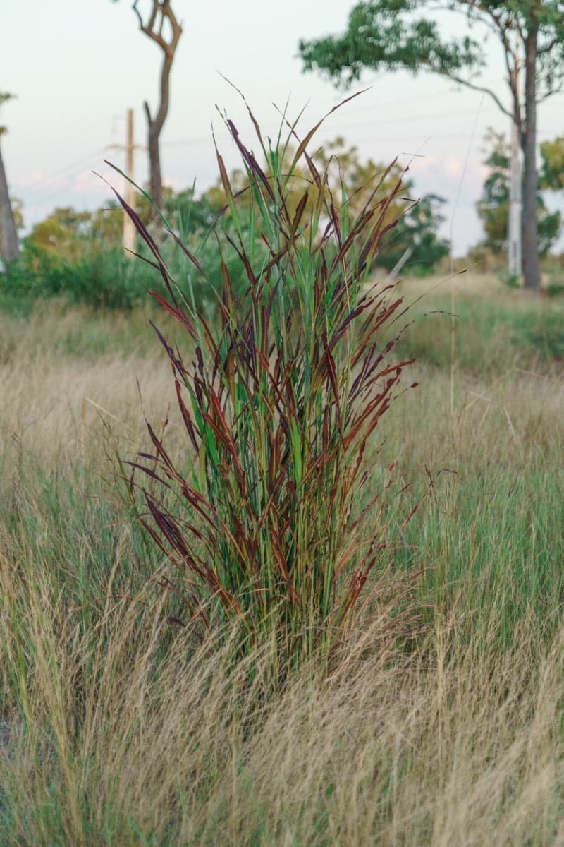 Bluestem, Big (Potted)
