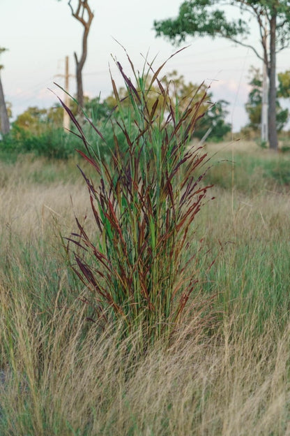 Bluestem, Big (Potted)