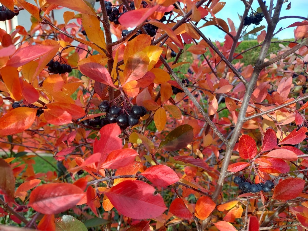 Black Chokeberry (Potted)