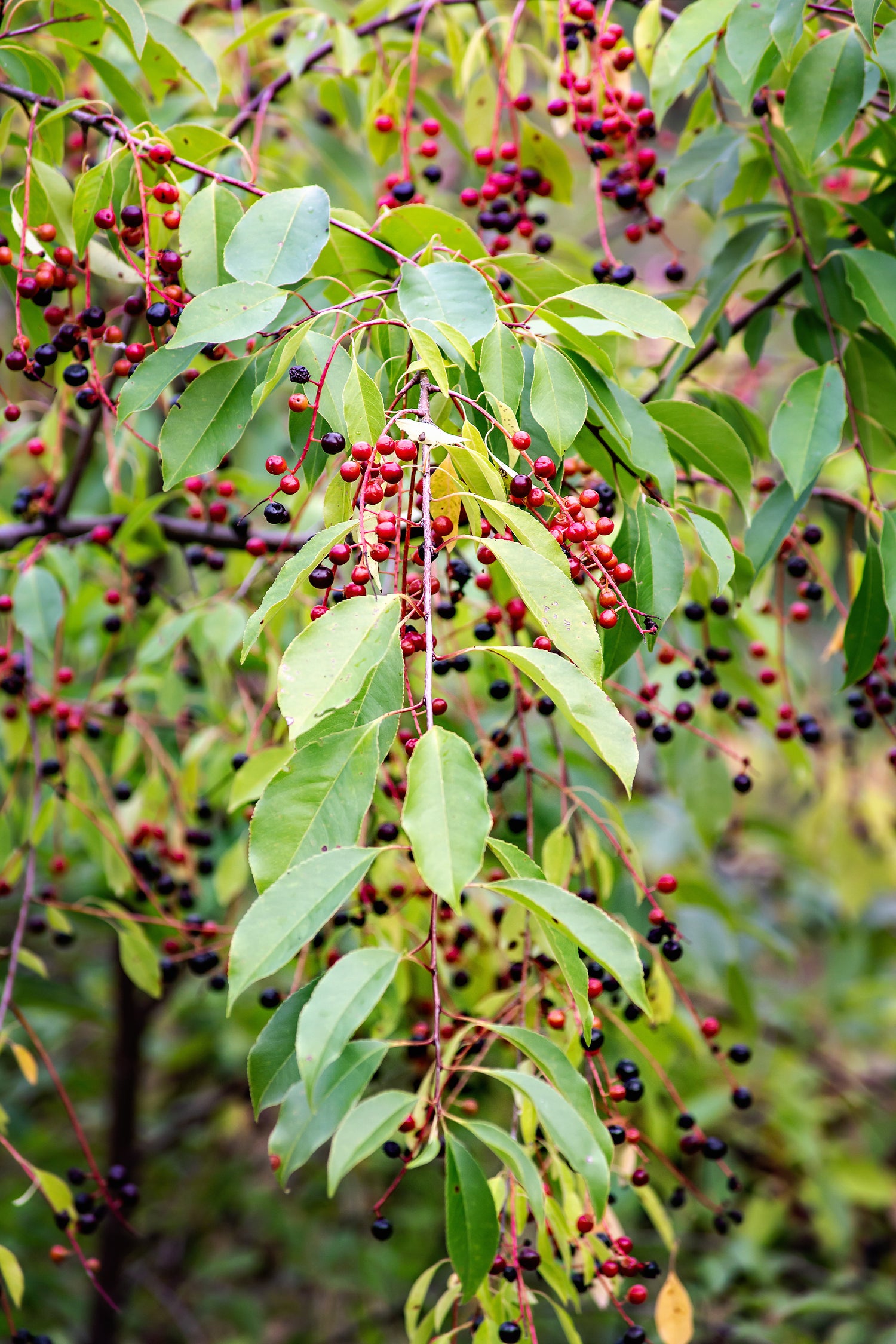 Cherry, Black (Potted)