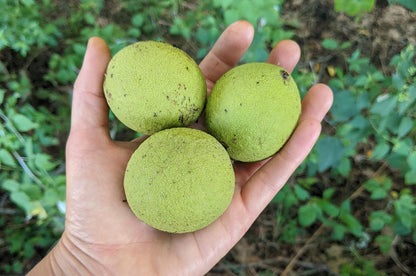 Walnut, Black (Bareroot)