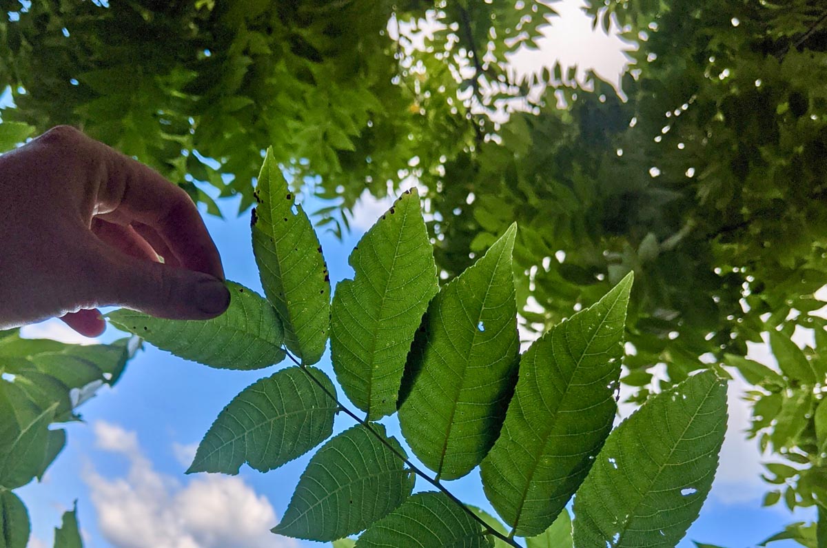 Walnut, Black (Bareroot)