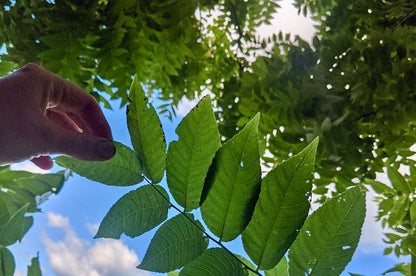 Walnut, Black (Bareroot)