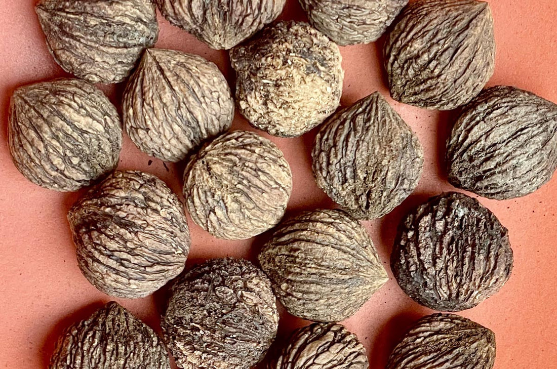 Walnut, Black (Bareroot)