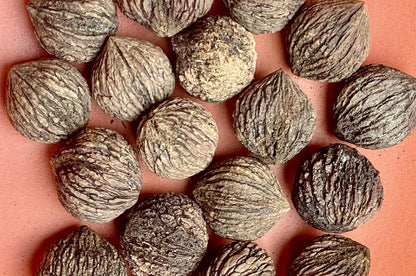 Walnut, Black (Bareroot)